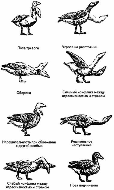 Занимательная психология Занимательная психология