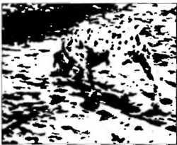 Рождение разума. Загадки нашего сознания Рождение разума. Загадки нашего сознания