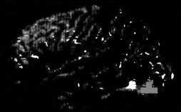 Рождение разума. Загадки нашего сознания Рождение разума. Загадки нашего сознания