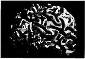 Рождение разума. Загадки нашего сознания Рождение разума. Загадки нашего сознания