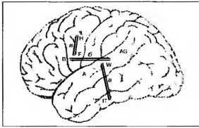 Рождение разума. Загадки нашего сознания Рождение разума. Загадки нашего сознания