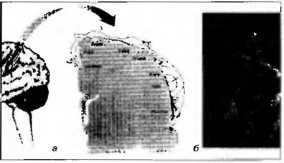 Рождение разума. Загадки нашего сознания Рождение разума. Загадки нашего сознания