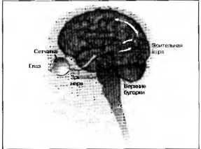 Рождение разума. Загадки нашего сознания Рождение разума. Загадки нашего сознания
