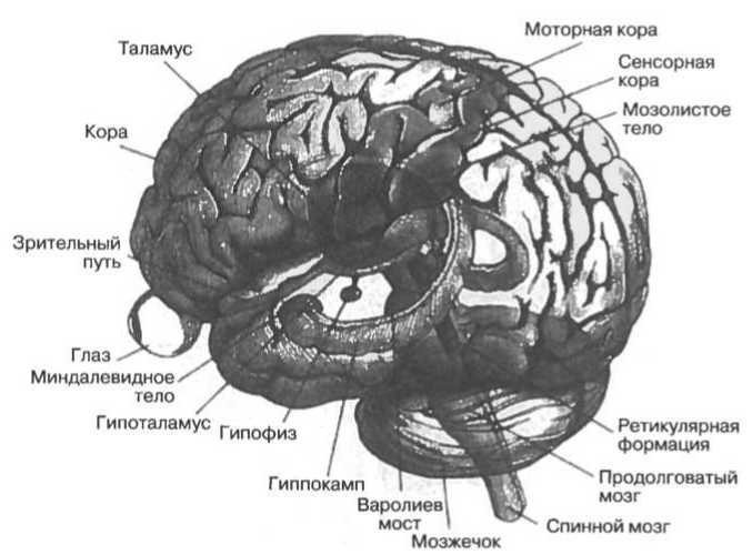 Мозг рассказывает. Что делает нас людьми Мозг рассказывает. Что делает нас людьми