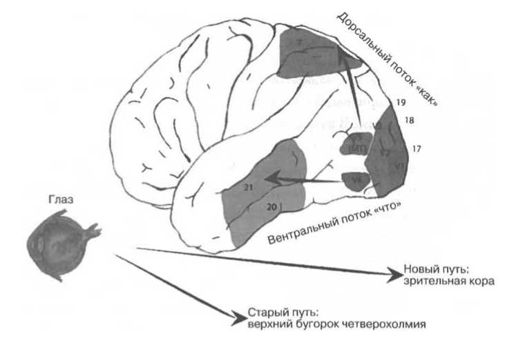 Мозг рассказывает. Что делает нас людьми Мозг рассказывает. Что делает нас людьми