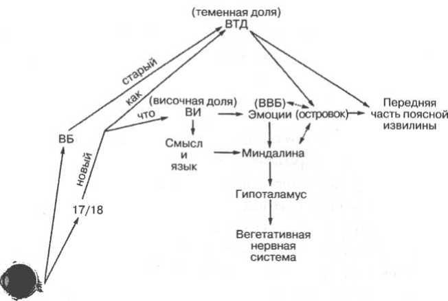 Мозг рассказывает. Что делает нас людьми Мозг рассказывает. Что делает нас людьми