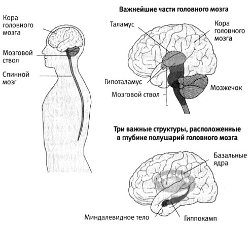 В поисках памяти В поисках памяти
