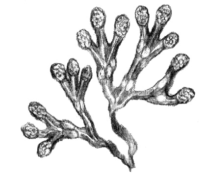 Приключения маленькой трески Приключения маленькой трески