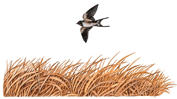 Лесные разведчики Лесные разведчики