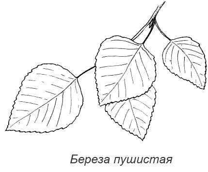 Походная книга Муми-тролля Походная книга Муми-тролля
