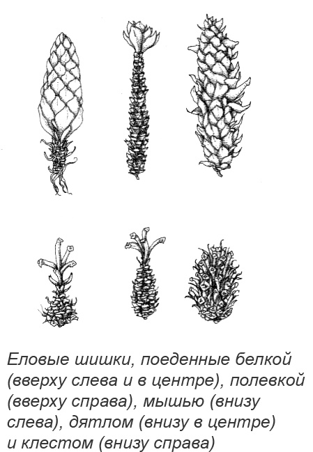 Походная книга Муми-тролля Походная книга Муми-тролля