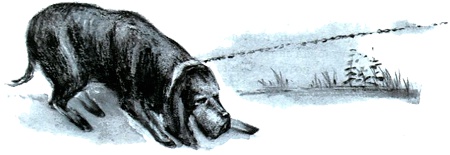 Под крыльцом Под крыльцом