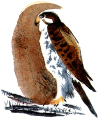 Под крыльцом Под крыльцом