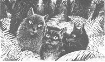 Коты-воители. Главная надежда Коты-воители. Главная надежда