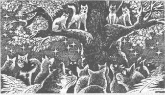 Коты-воители. Главная надежда Коты-воители. Главная надежда