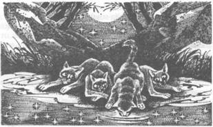 Коты-воители. Главная надежда Коты-воители. Главная надежда