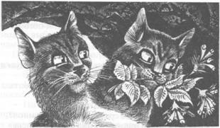 Коты-воители. Главная надежда Коты-воители. Главная надежда