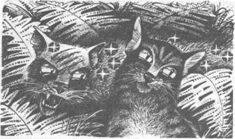 Коты-воители. Главная надежда Коты-воители. Главная надежда