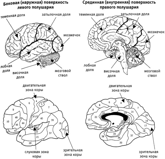 Мозг и душа. Как нервная деятельность формирует наш внутренний мир Мозг и душа. Как нервная деятельность формирует наш внутренний мир