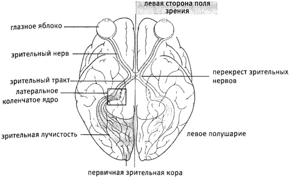 Мозг и душа. Как нервная деятельность формирует наш внутренний мир Мозг и душа. Как нервная деятельность формирует наш внутренний мир