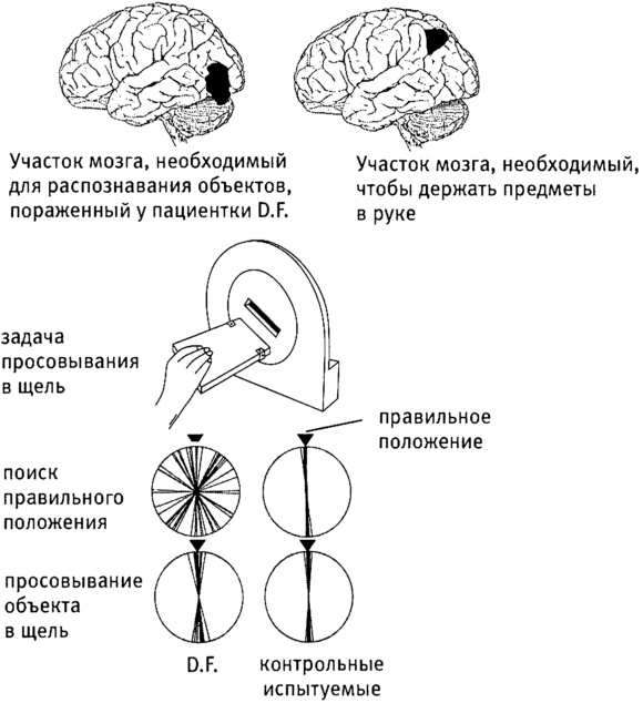 Мозг и душа. Как нервная деятельность формирует наш внутренний мир Мозг и душа. Как нервная деятельность формирует наш внутренний мир