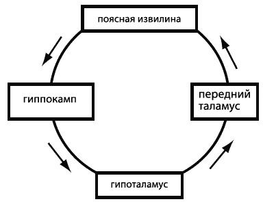Эмоциональный интеллект. Как разум общается с чувствами Эмоциональный интеллект. Как разум общается с чувствами