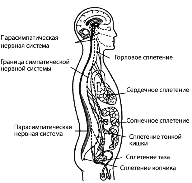 Эмоциональный интеллект. Как разум общается с чувствами Эмоциональный интеллект. Как разум общается с чувствами