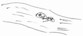 Покажи мне свою сумочку – и я скажу, кто ты. 32 фокуса визуальной психодиагностики Покажи мне свою сумочку – и я скажу, кто ты. 32 фокуса визуальной психодиагностики