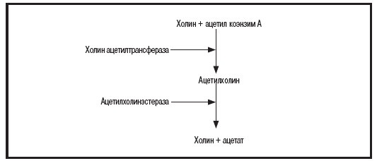 Мысленные образы. Когнитивный подход Мысленные образы. Когнитивный подход
