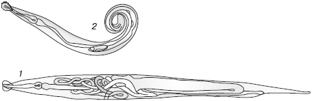 Избавляемся от паразитов и болезней навсегда Избавляемся от паразитов и болезней навсегда