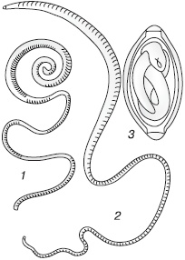 Избавляемся от паразитов и болезней навсегда Избавляемся от паразитов и болезней навсегда