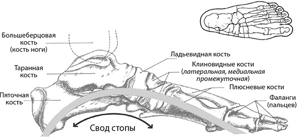 Здоровые стопы Здоровые стопы