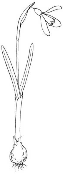 Цветник для ленивых. Цветы от последнего снега до первых морозов Цветник для ленивых. Цветы от последнего снега до первых морозов
