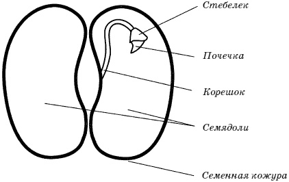 Огород у вас дома Огород у вас дома