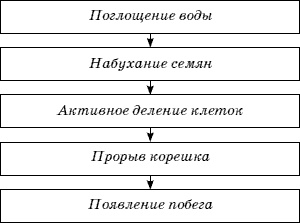 Огород у вас дома Огород у вас дома