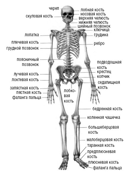 Лечимся едой. Болезни суставов и позвоночника. 200 лучших рецептов Лечимся едой. Болезни суставов и позвоночника. 200 лучших рецептов