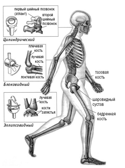 Лечимся едой. Болезни суставов и позвоночника. 200 лучших рецептов Лечимся едой. Болезни суставов и позвоночника. 200 лучших рецептов