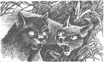 Обещание Метеора. Книга 2. Прозрение Обещание Метеора. Книга 2. Прозрение