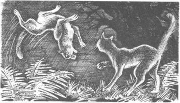 Обещание Метеора. Книга 2. Прозрение Обещание Метеора. Книга 2. Прозрение