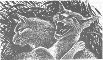 Обещание Метеора. Книга 2. Прозрение Обещание Метеора. Книга 2. Прозрение