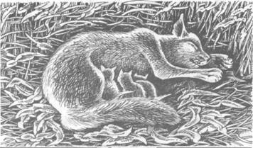 Обещание Метеора. Книга 2. Прозрение Обещание Метеора. Книга 2. Прозрение