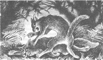 Обещание Метеора. Книга 2. Прозрение Обещание Метеора. Книга 2. Прозрение