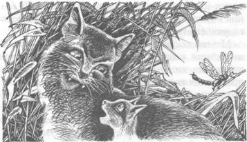 Обещание Метеора. Книга 2. Прозрение Обещание Метеора. Книга 2. Прозрение