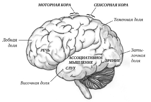Самая полная книга-тренажер для развития мозга! Новые тренинги для ума Самая полная книга-тренажер для развития мозга! Новые тренинги для ума