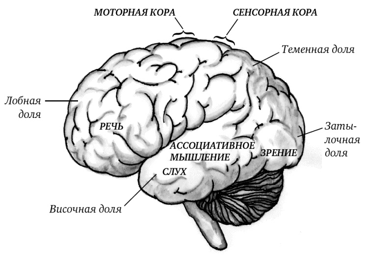 Супертренировки мозга для обретения сверхвозможностей Супертренировки мозга для обретения сверхвозможностей