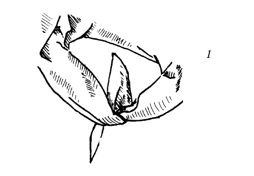 Шарфик, платочек, парео. Как красиво и модно повязать Шарфик, платочек, парео. Как красиво и модно повязать