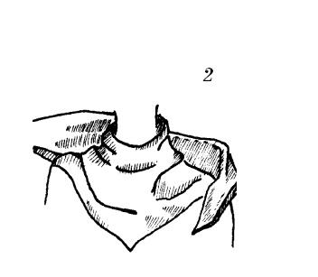Шарфик, платочек, парео. Как красиво и модно повязать Шарфик, платочек, парео. Как красиво и модно повязать