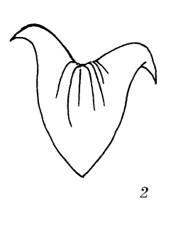 Шарфик, платочек, парео. Как красиво и модно повязать Шарфик, платочек, парео. Как красиво и модно повязать
