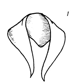 Шарфик, платочек, парео. Как красиво и модно повязать Шарфик, платочек, парео. Как красиво и модно повязать
