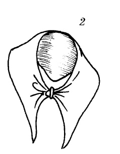 Шарфик, платочек, парео. Как красиво и модно повязать Шарфик, платочек, парео. Как красиво и модно повязать